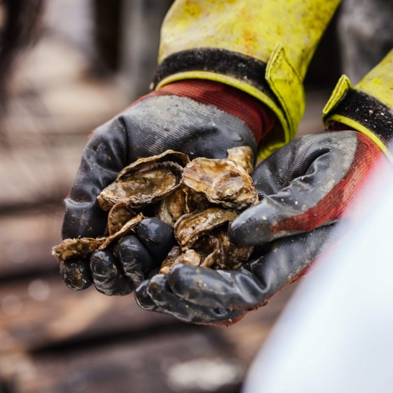 Shuck & Sip Oyster Happy Hour