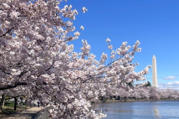 Celebrate DC Cherry Blossom Season