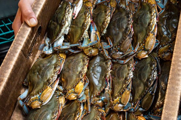 About our crabs