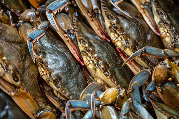 Grab Life by the Claws