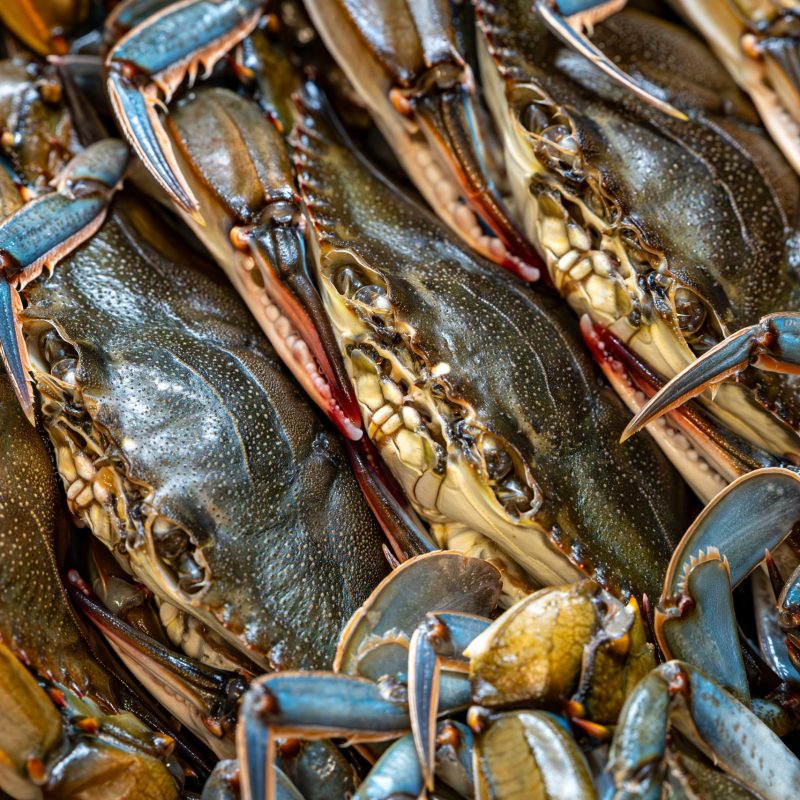 Crab